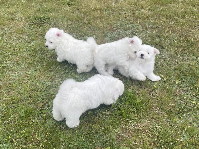 Bichon Frise