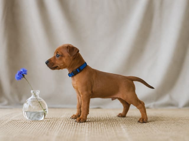 Miniature Pinscher