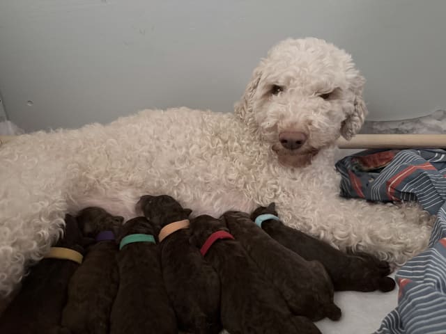 Lagotto romagnolo