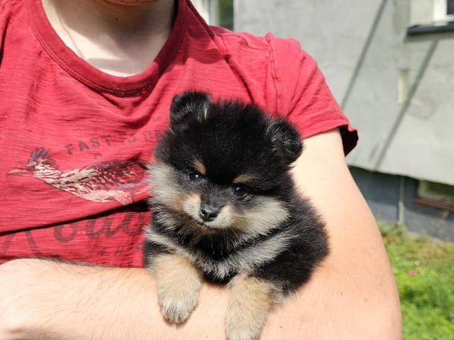 Pomeranian · Enköping · Pomsik Rakaaig