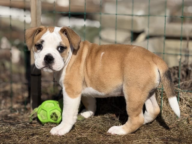 Continental Bulldog
