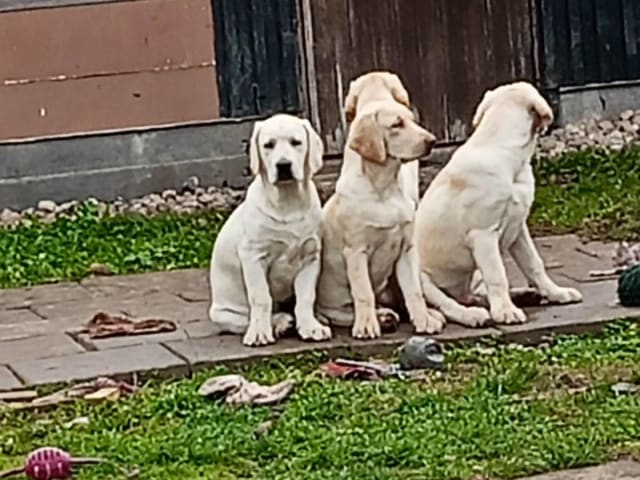 Labrador retriever · Hörby · Monika H.