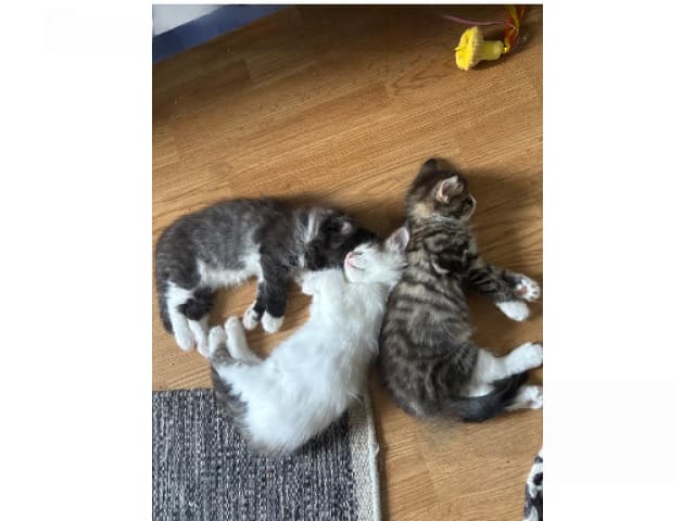 Norsk skogkatt · Enköping · Lodahlshjem