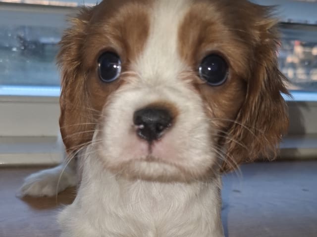Cavalier King Charles Spaniel