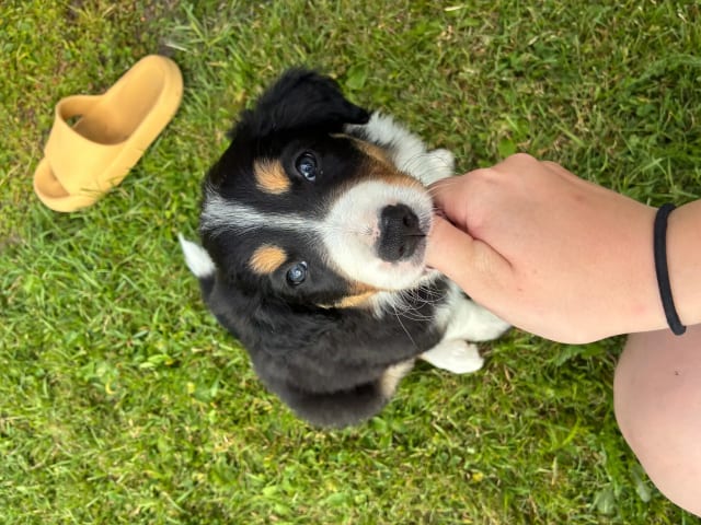 Border Collie · Sokna · Stine Färber
