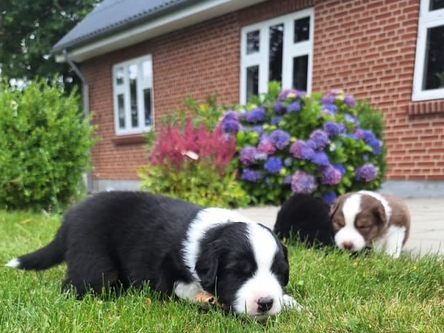Miniature American Shepherd · Roslev · Anne Lene Lindberg Bundgaard