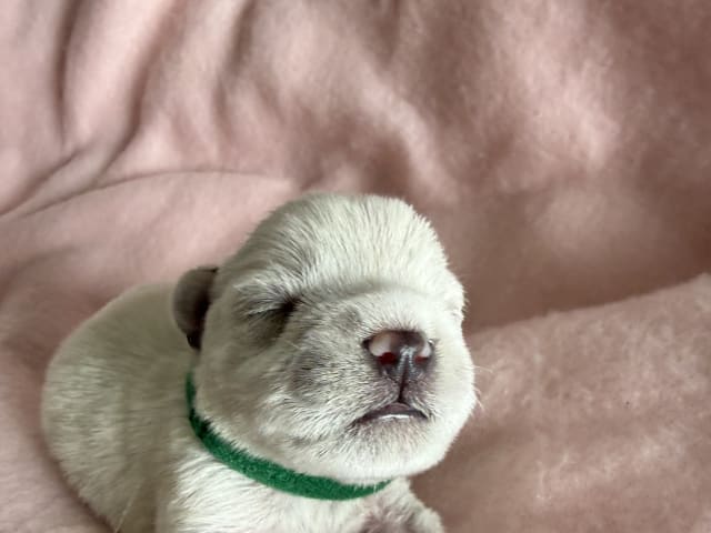 Dværgschnauzer · Vara · Snowie Shine’s Kennel