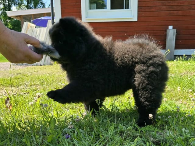 Chow Chow