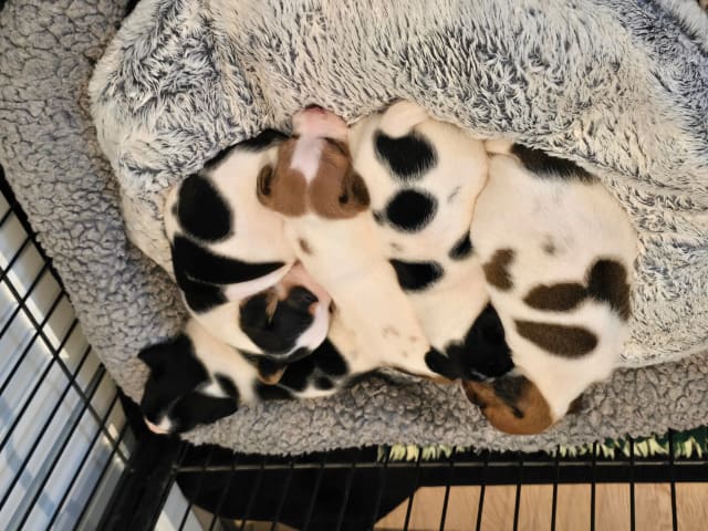 Danish Swedish Farmdog · Tonstad · Gitte Pedersen-Årdal