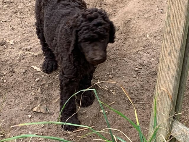 Standard Poodle · Odder · Else Jørgensen