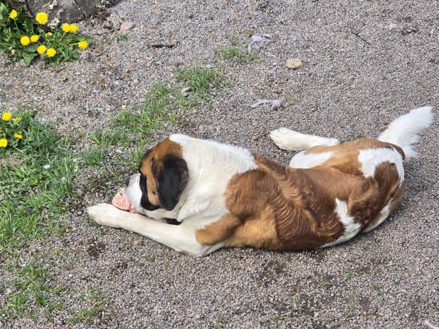 Saint Bernard