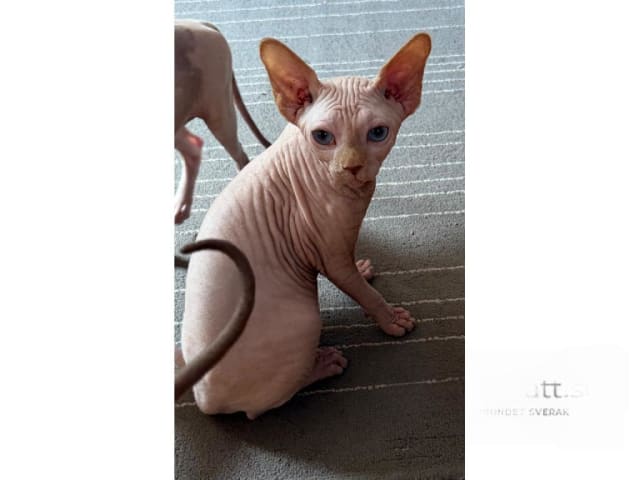 Sphynx · Sala · SE*LånstaGård's