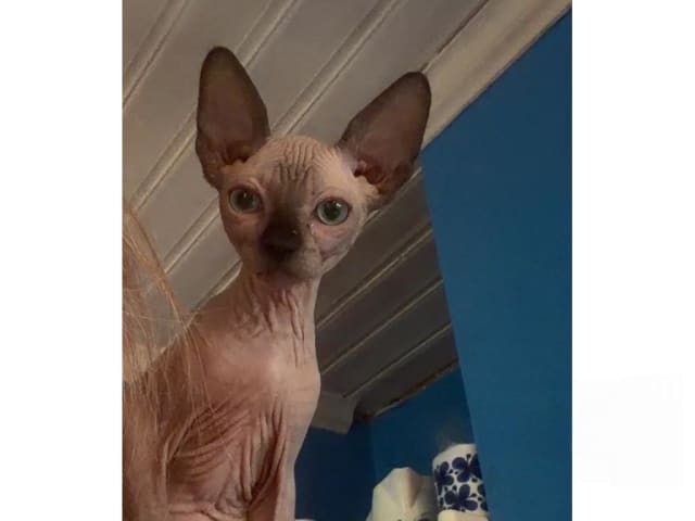 Sphynx · Sala · SE*LånstaGård's