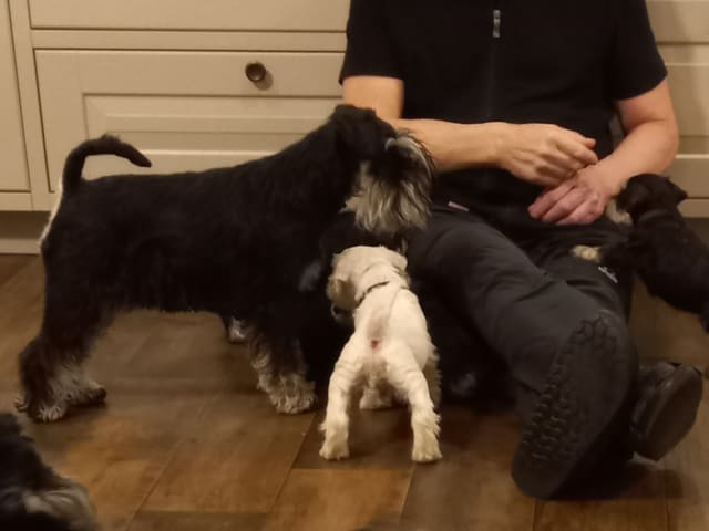 Miniature Schnauzer