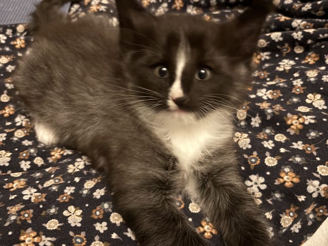 Norwegian Forest · Enköping · Lodahlshjem