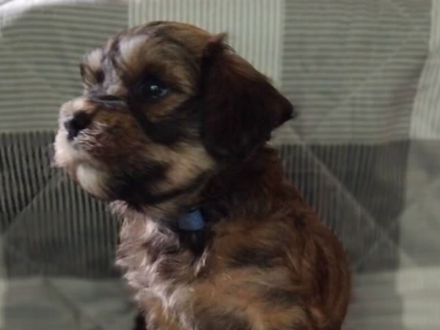 Havanese · Ullerslev · Ubikvi'tær