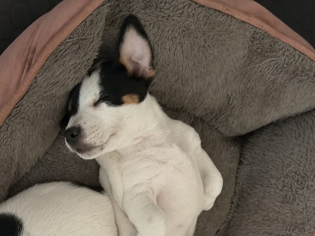 Jack Russell Terrier · åstorp · Dzenita R.