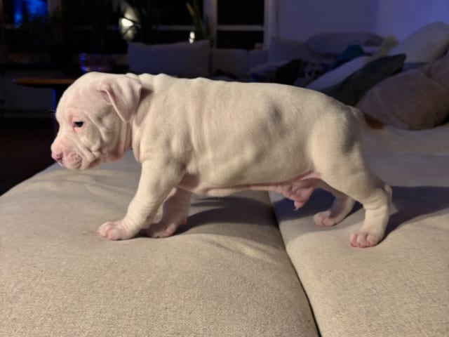 American Staffordshire Terrier · Köping · Hannah Östensson Lindqvist