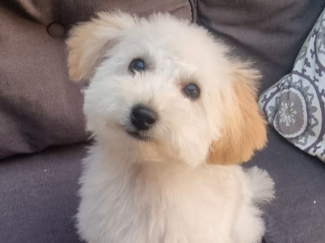 Maltipoo