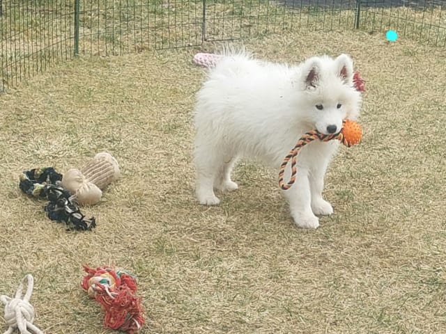 Samoyed