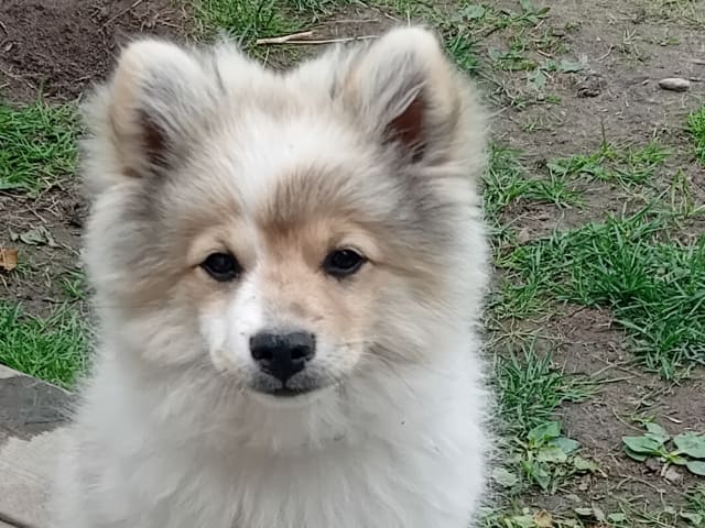German Spitz – Mittelspitz