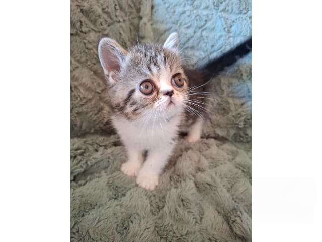 Exotic Shorthair · Kinnarp · S*Yomano's