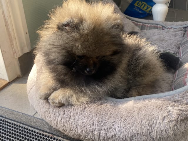 Pomeranian · Enskede · China Garden
