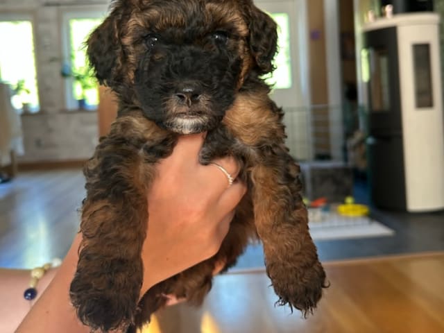 Cockerpoo · Kristinehamn · Marielle B.