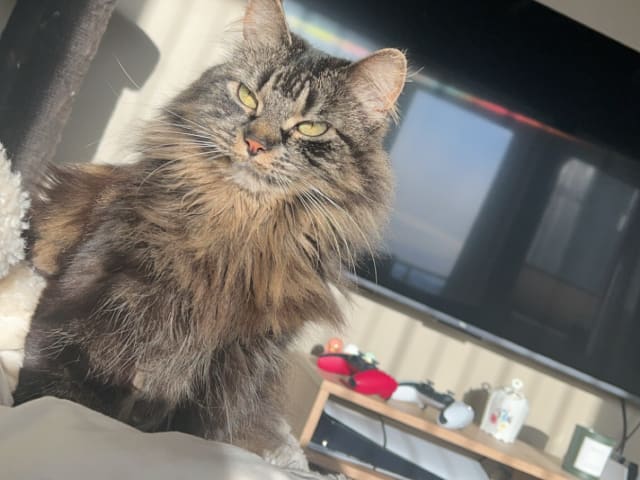 Norwegian Forest