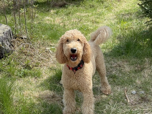 Goldendoodle