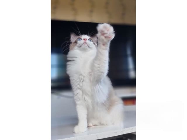 Ragdoll · Väse · SE*Wernigerodes