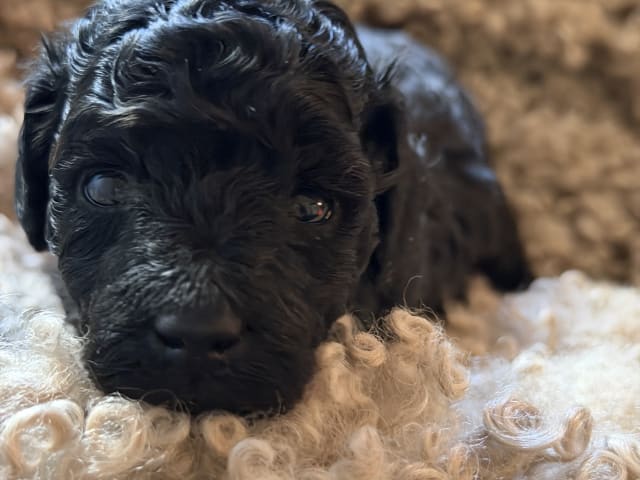 Miniature Poodle