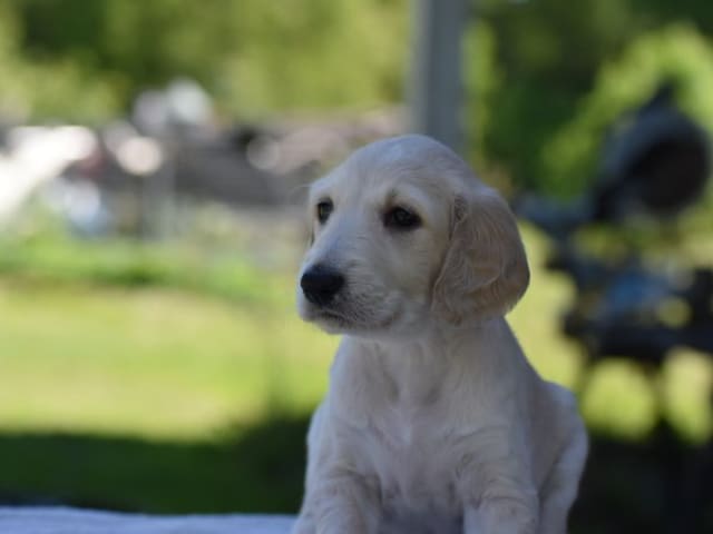 Saluki · Vaggeryd · Ojmanako's Lynette