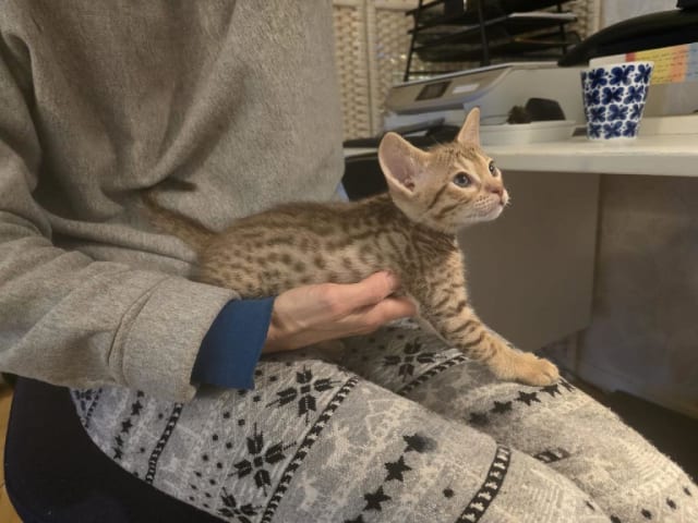 Ocicat · Nyköping · SE*Aspkatter