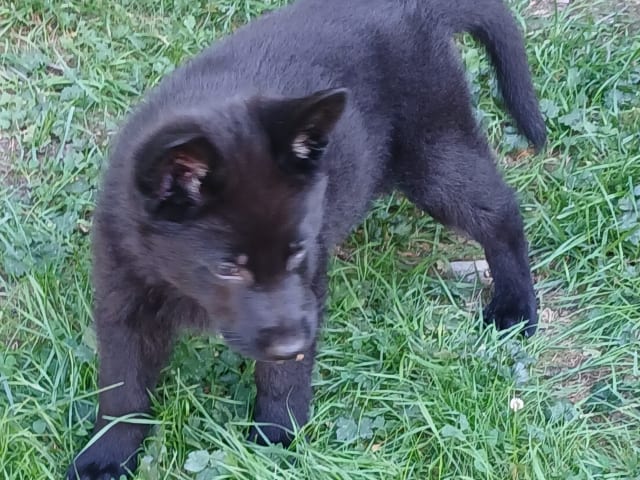 Tysk Schäferhund · Listerby · Kennel Snibor Anzi