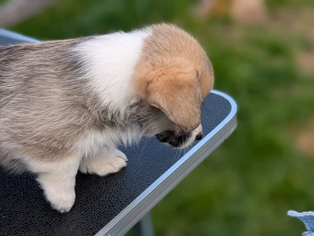 Welsh Corgi Pembroke · Braskereidfoss · Striolin