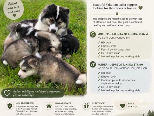 Yakutian Laika · Nordli · Toril Olsen Røseng