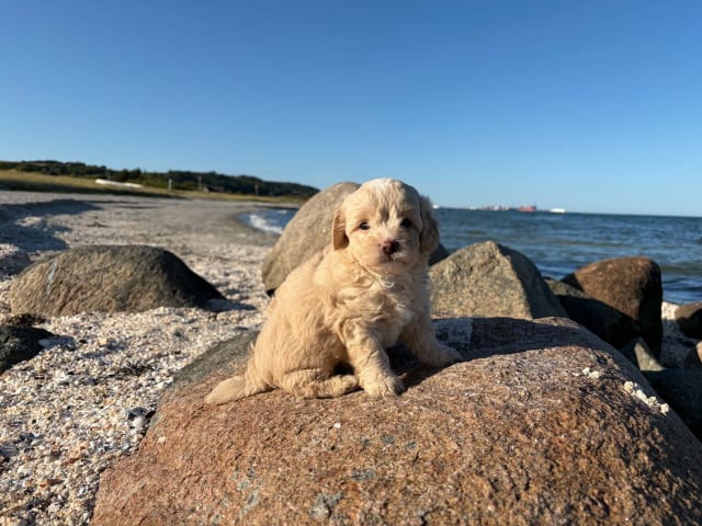 Maltipoo · Kirkholt · Ellinor C.