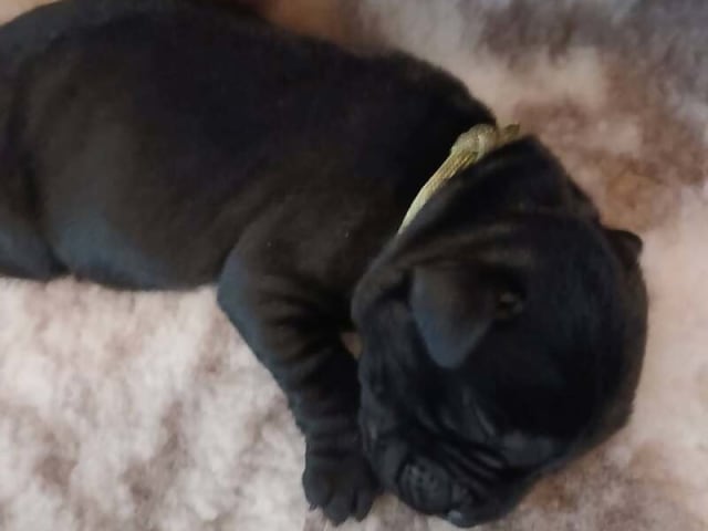 Labrador retriever · Tarm · Charmaine's