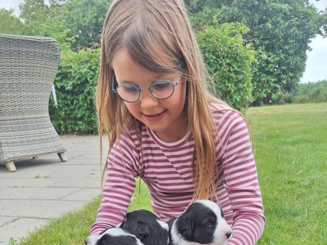 Miniature American Shepherd · Roslev · Anne Lene Lindberg Bundgaard