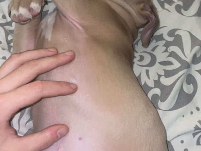 American Staffordshire Terrier