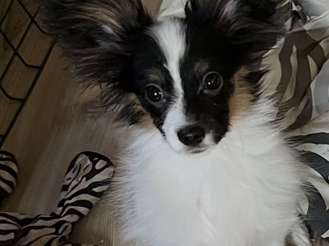 Papillon