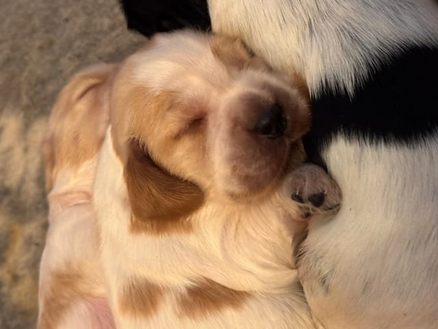 Cocker spaniel · Ramnes · Hege Merethe Bendiksen