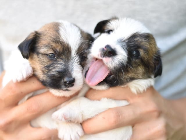 Jack Russell Terrier · Vaxholm · My Workingdogs