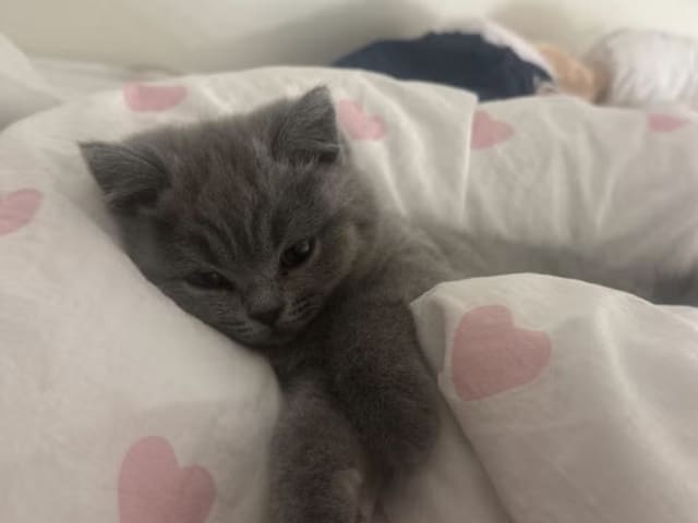 British Shorthair