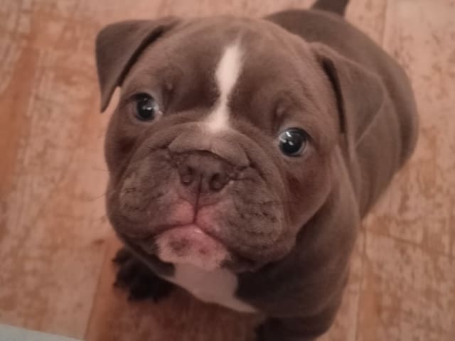 Olde English Bulldogge
