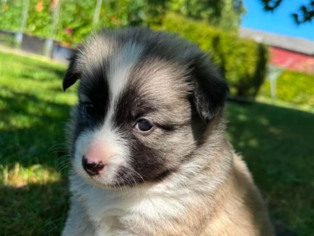 Icelandic Sheepdog · Skælskør · Night-Bird's