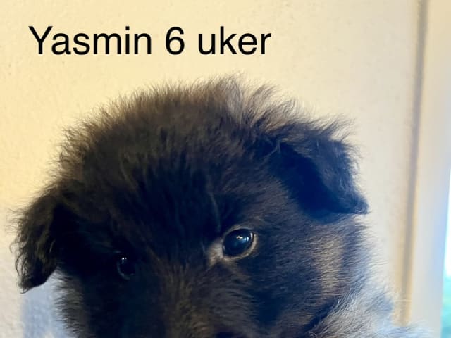 Belgisk vallhund – Tervueren · Tistrup · Traxa's