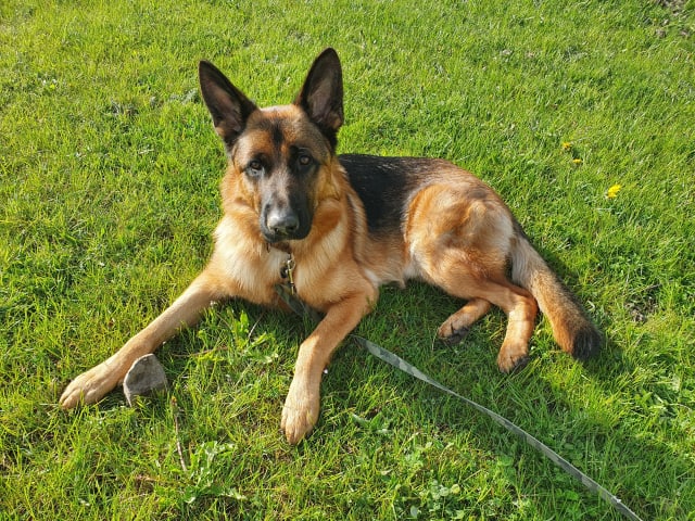 Schæferhund · Svedala · Åsa K.