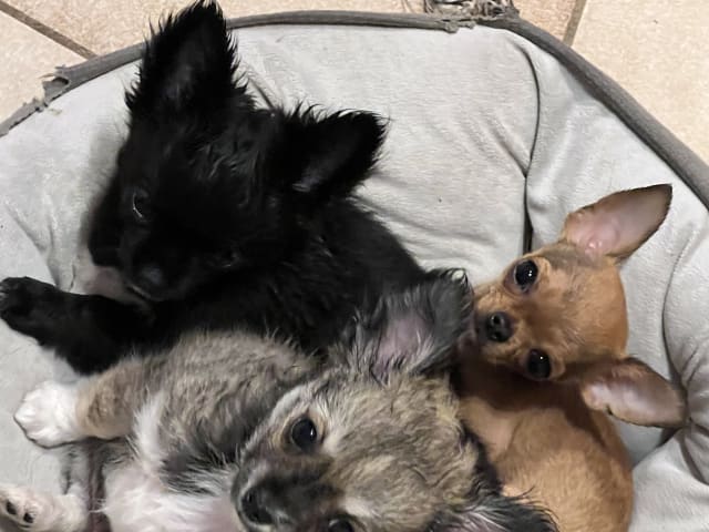 Chihuahua · Fjärdhundra · Bastängens